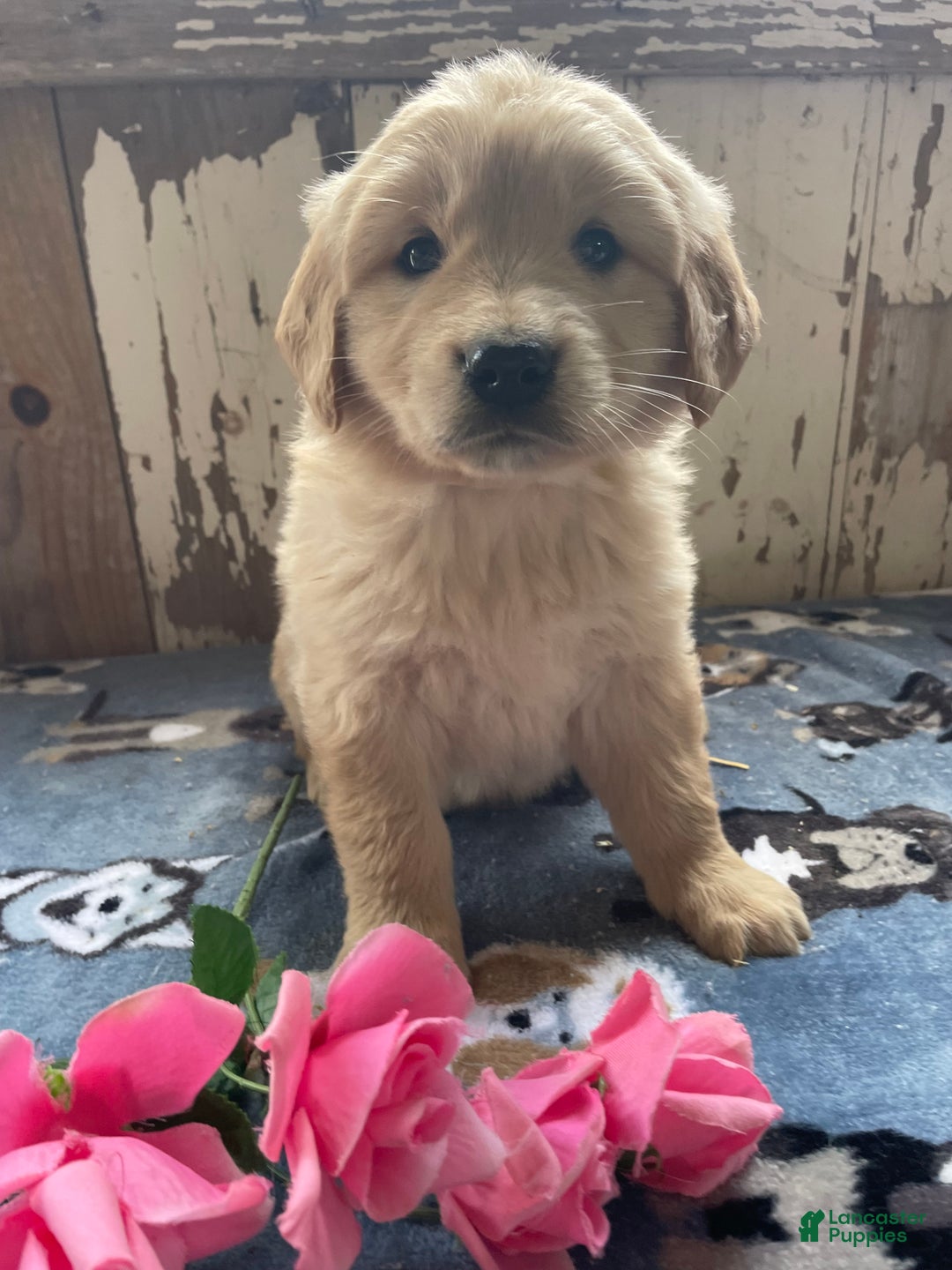 Mixed Breed dogs for sale: Granger - Ad 1