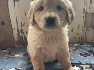 Mixed Breed dogs Granger - Ad 9
