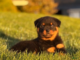 Rottweiler dogs Ralph - Ad 17