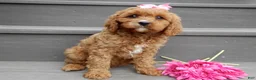 Cavapoo dogs for sale: Miley - Ad 4