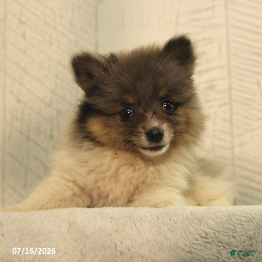 Pomeranian dogs Banjo - Ad 2
