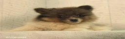 Pomeranian dogs for sale: Banjo - Ad 2