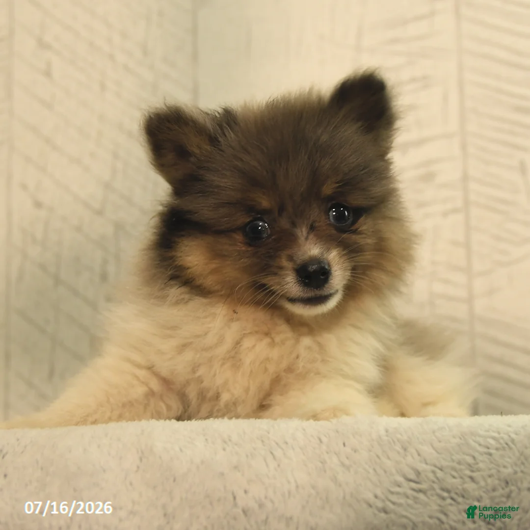 Pomeranian dogs for sale: Banjo - Ad 2