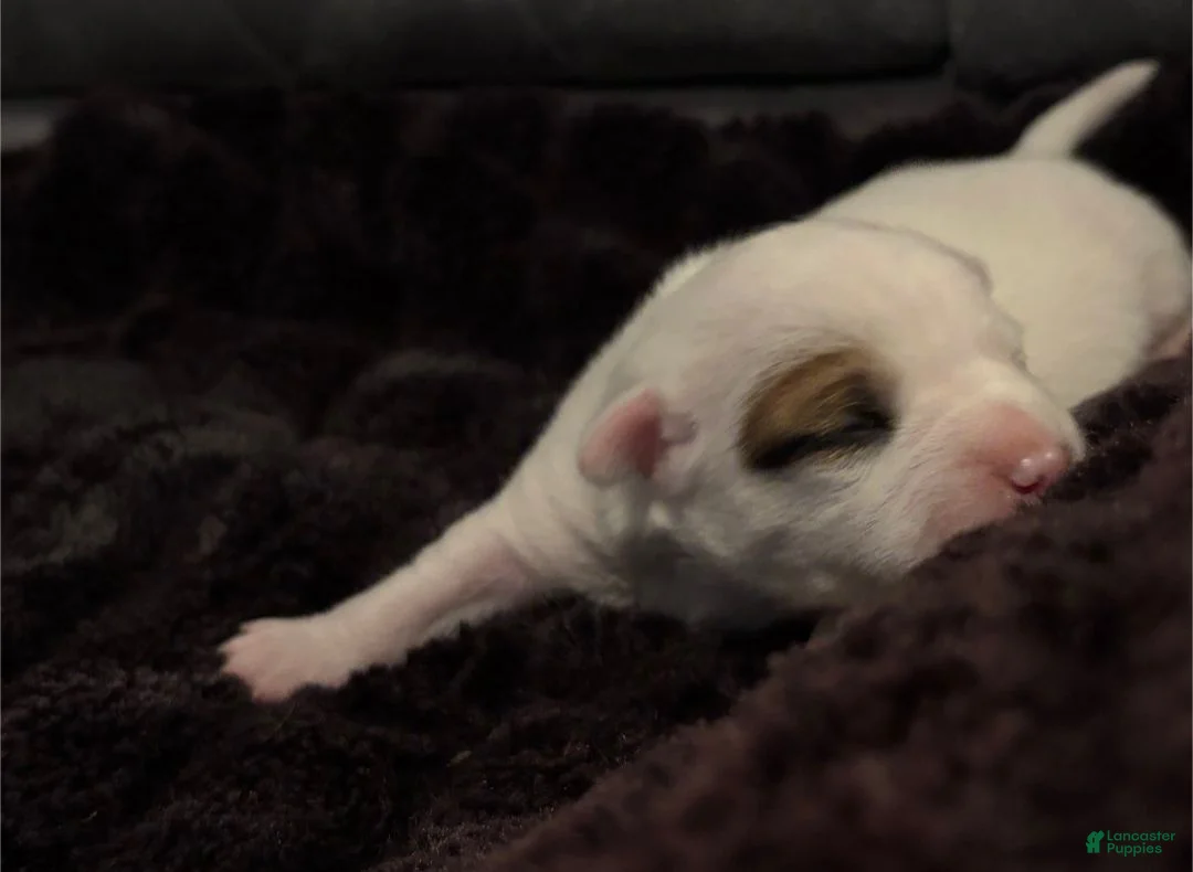 Chiweenie dogs for sale: Chaos - Ad 1