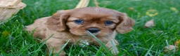 Cavalier King Charles Spaniel dogs for sale: Victor - Ad 3