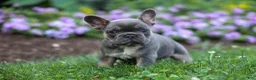 French Bulldog dogs for sale:  Francie💕 - Ad 13