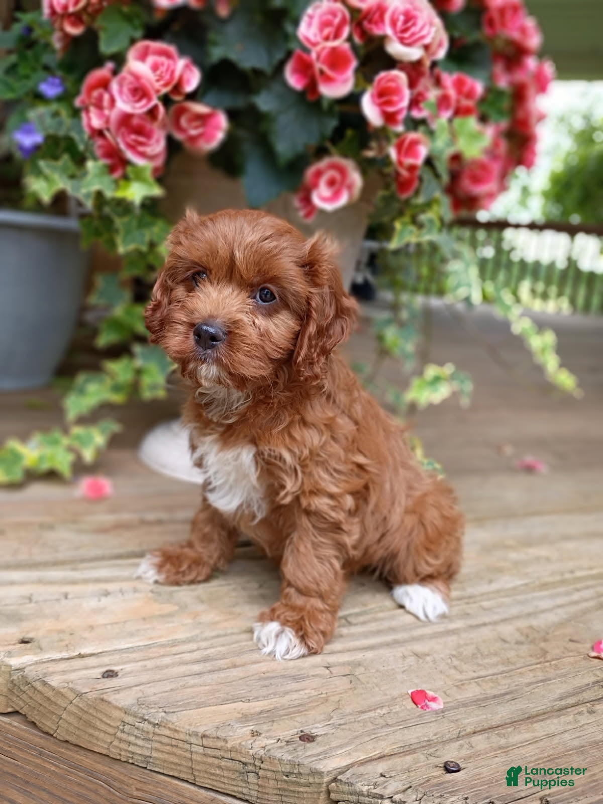 Cavapoo dogs Dolly - Ad 2