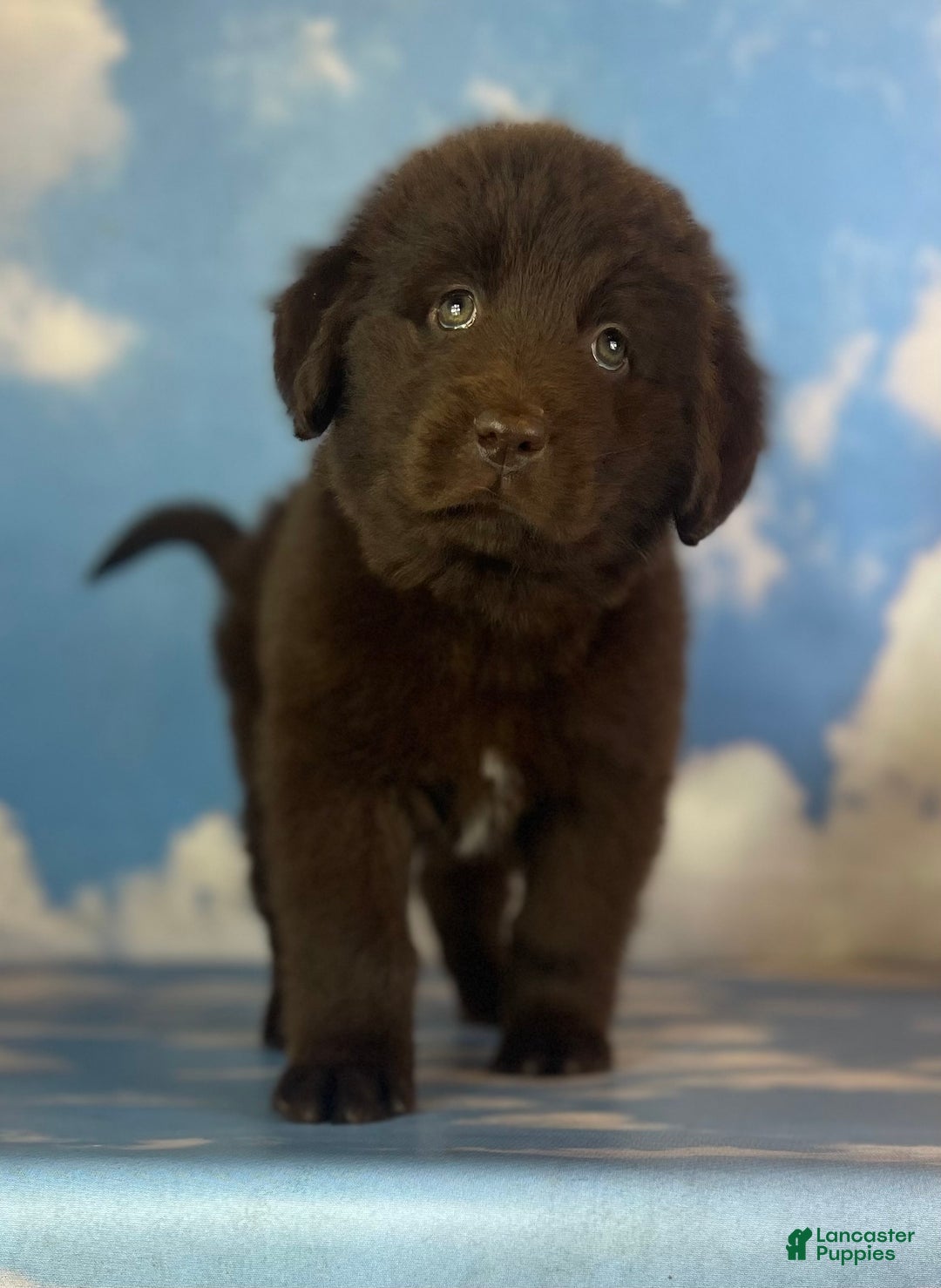 Mixed Breed dogs for sale: Evie - Ad 3