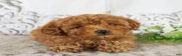 Toy Poodle dogs for sale: Cody - Ad 2