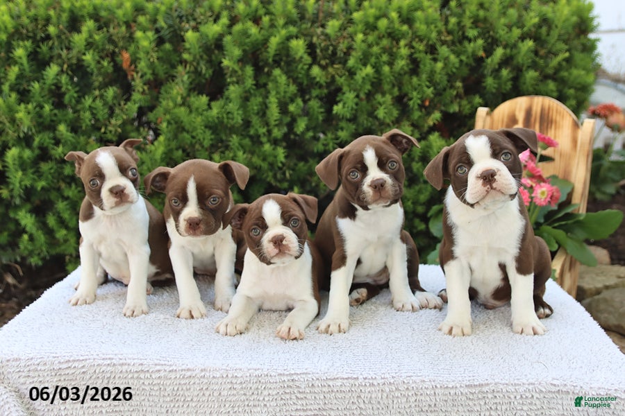 Boston Terrier dogs for sale: Dolly - Ad 2