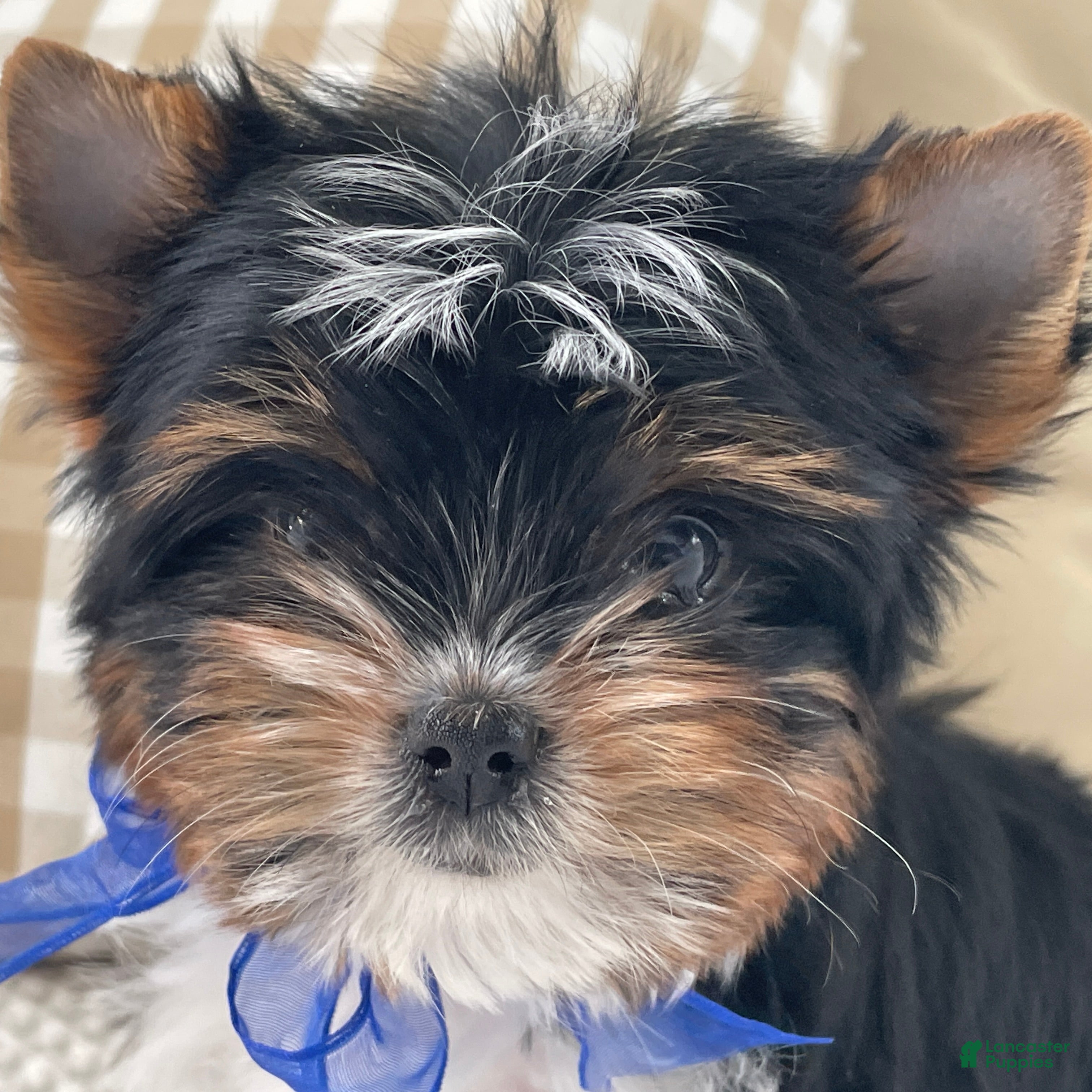 Biewer Terrier dogs Milo - Ad 2