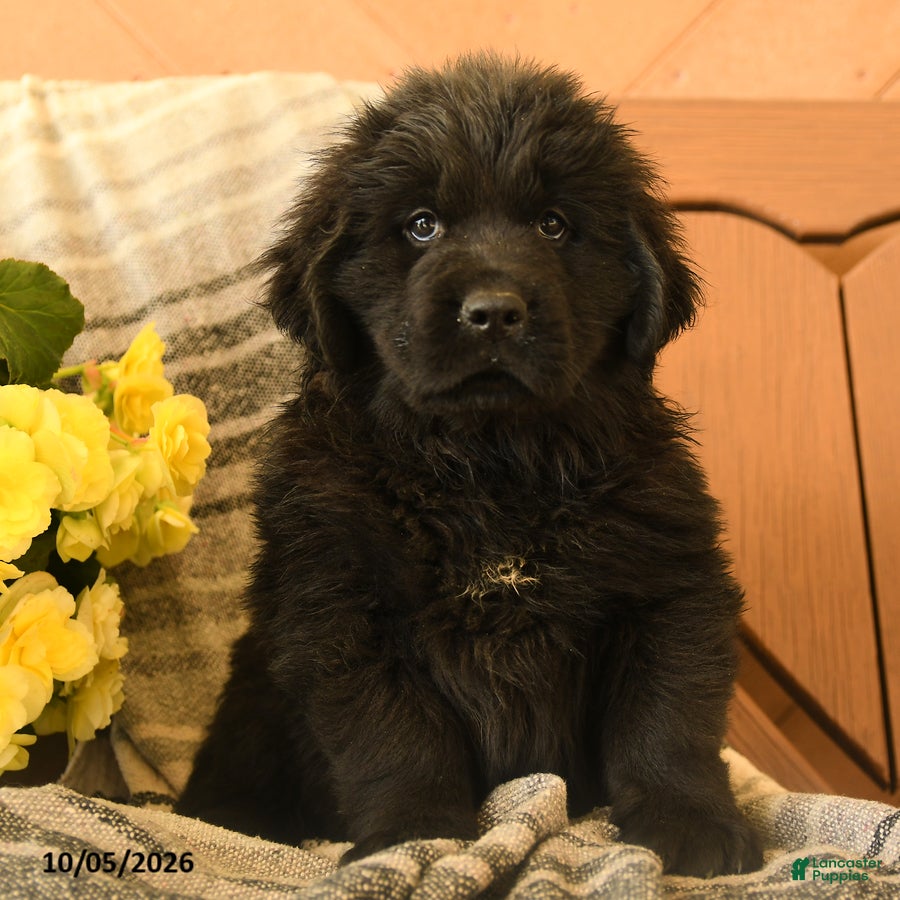 Newfoundland dogs Molasses - Ad 2