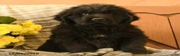 Newfoundland dogs for sale: Molasses - Ad 2