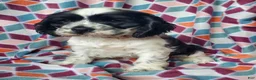 Cocker Spaniel dogs for sale: Hilda - Ad 4