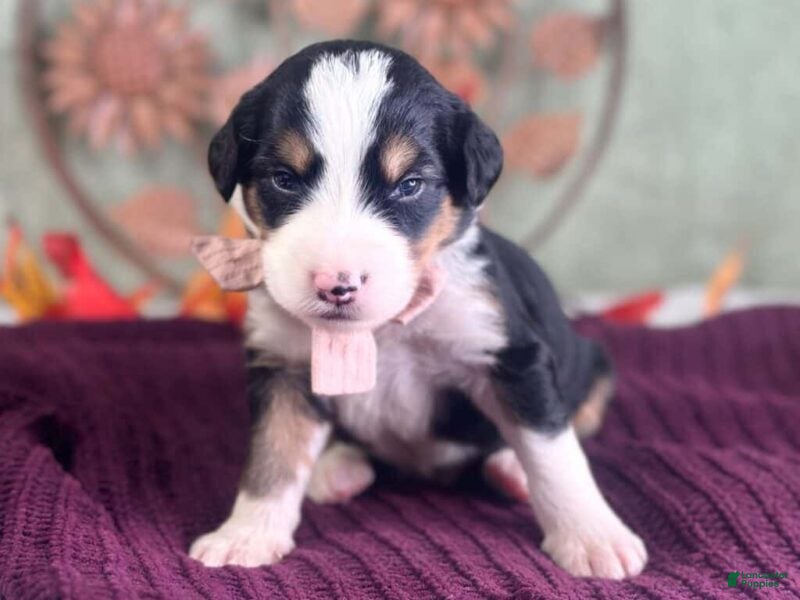 Bernedoodle dogs Isabelle - Ad 1