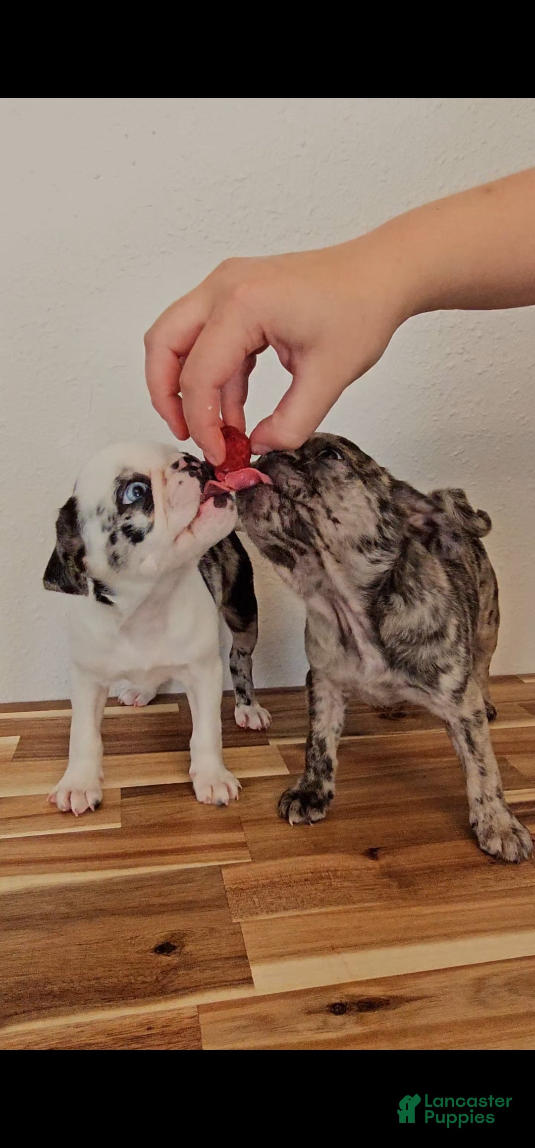 Pug dogs Koi Girl - Ad 5