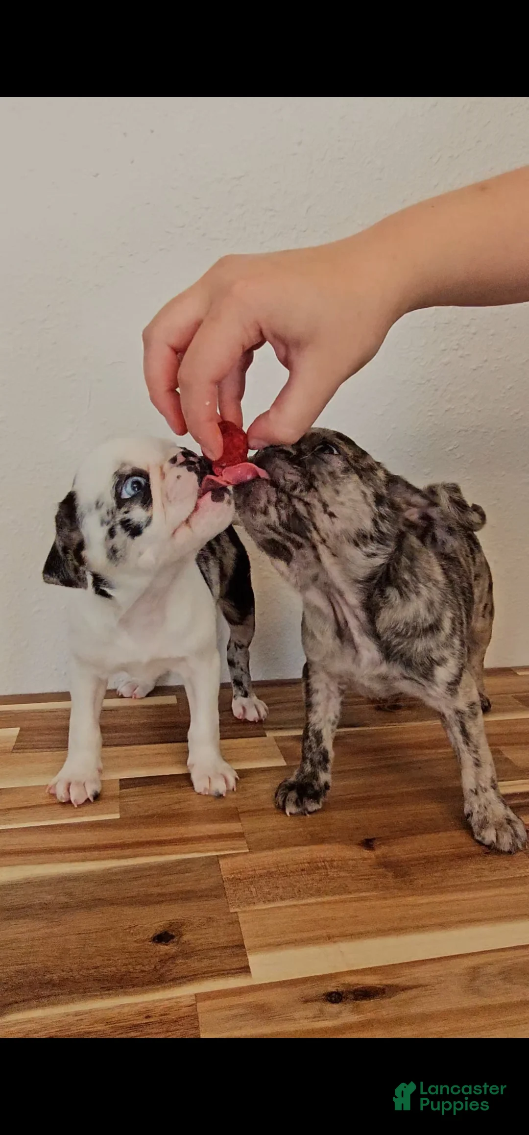 Pug dogs for sale: Koi Girl - Ad 1