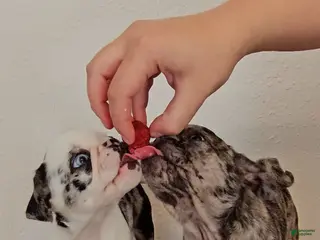 Pug dogs Koi Girl - Ad 5