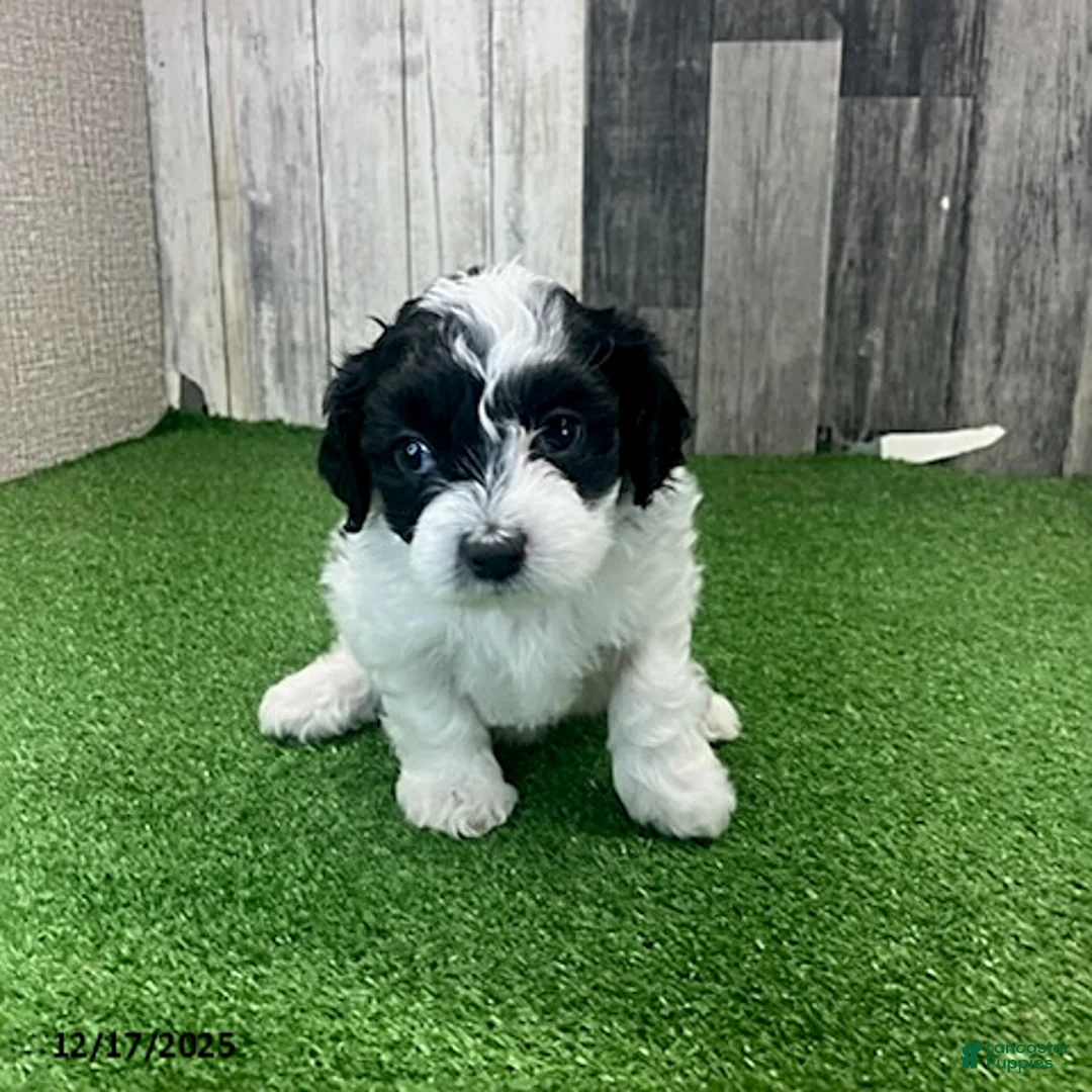 Maltipoo dogs for sale: Molly - Ad 2