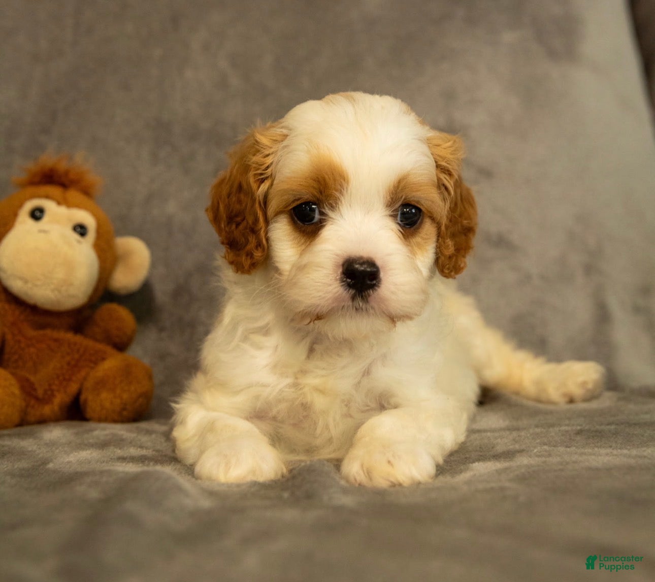 Cavapoo dogs Maverick - Ad 1