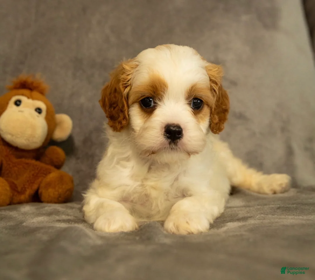 Cavapoo dogs for sale: Maverick - Ad 1
