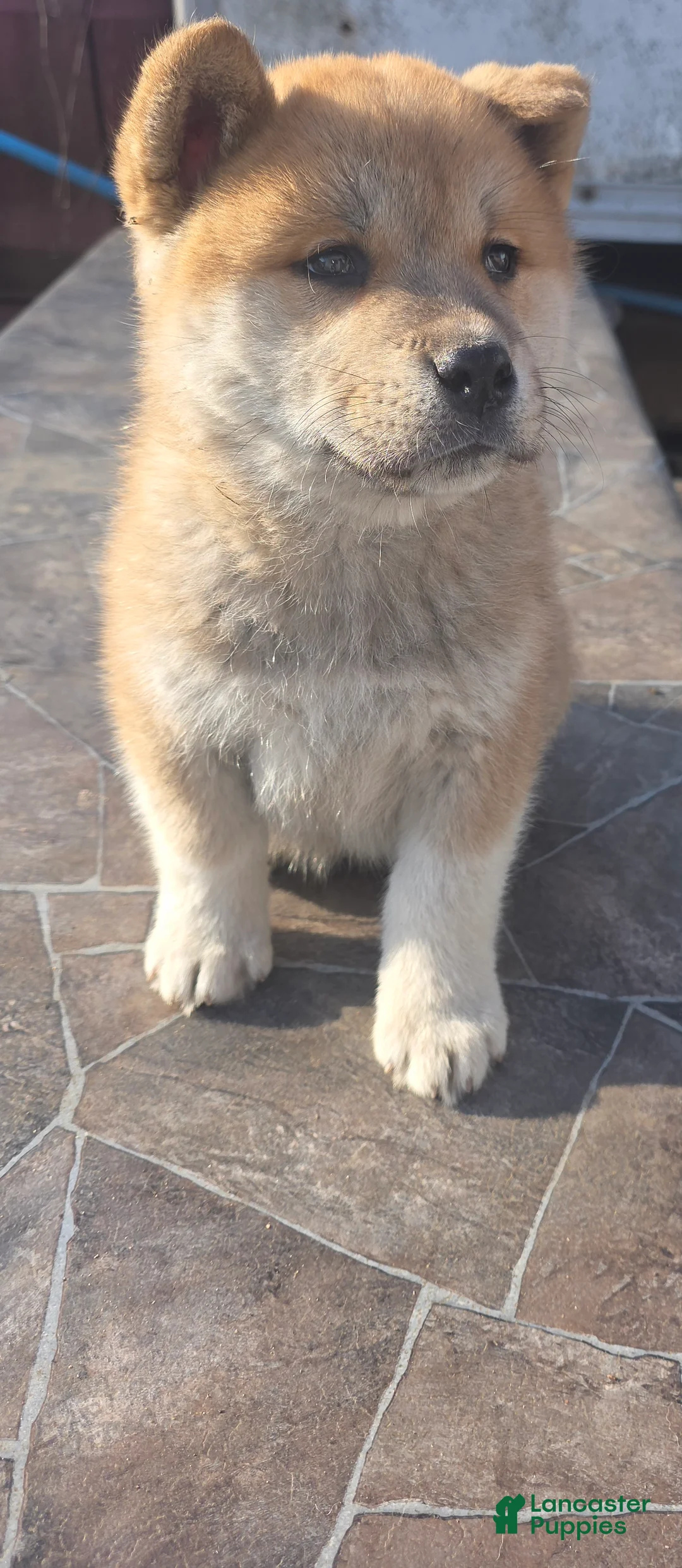 Akita dogs for sale: Akita Puppy 3 - Ad 2