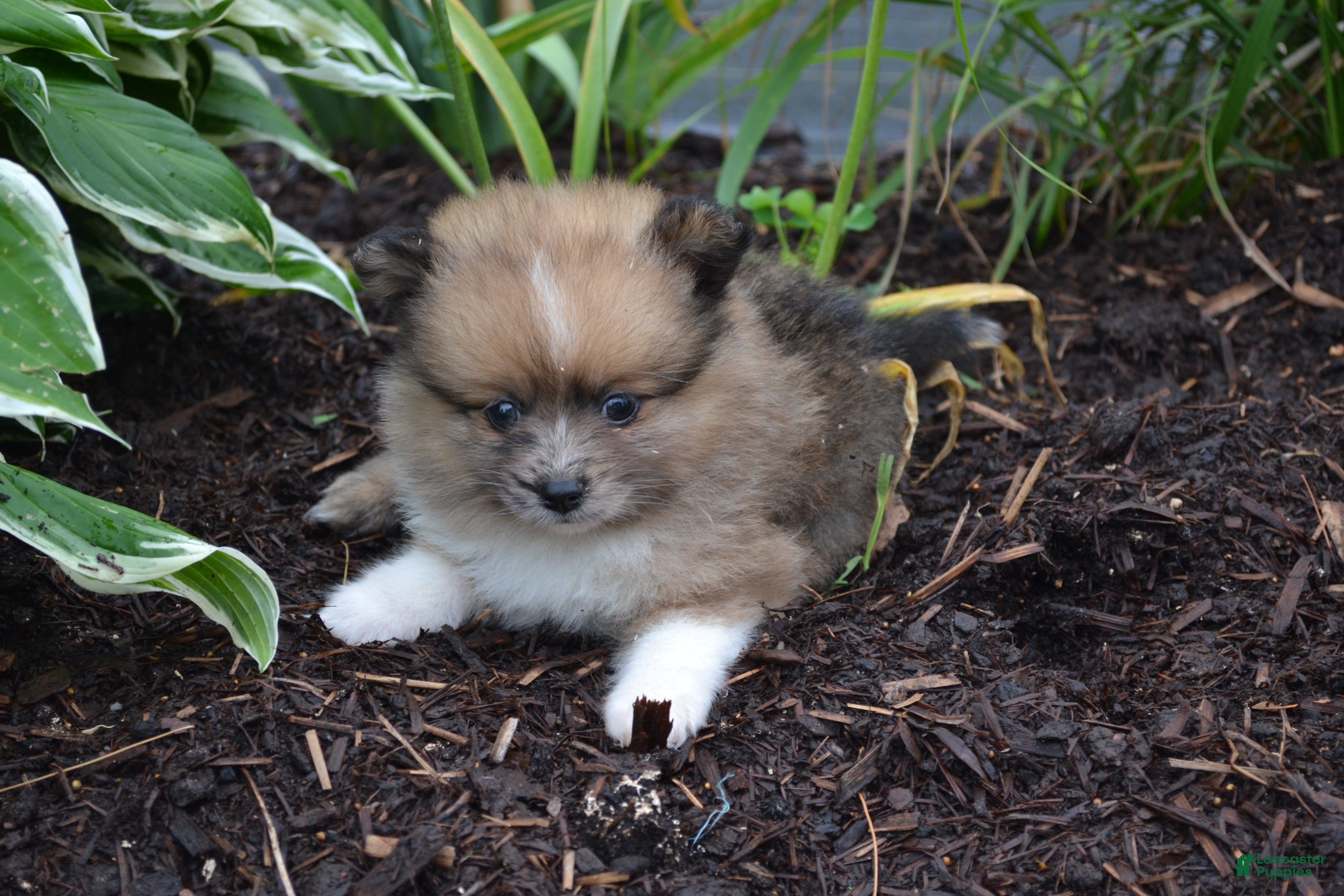 Pomeranian dogs Warrior - Ad 42