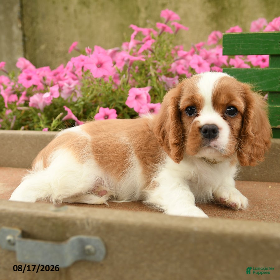 Cavalier King Charles Spaniel dogs Aspen - Ad 2