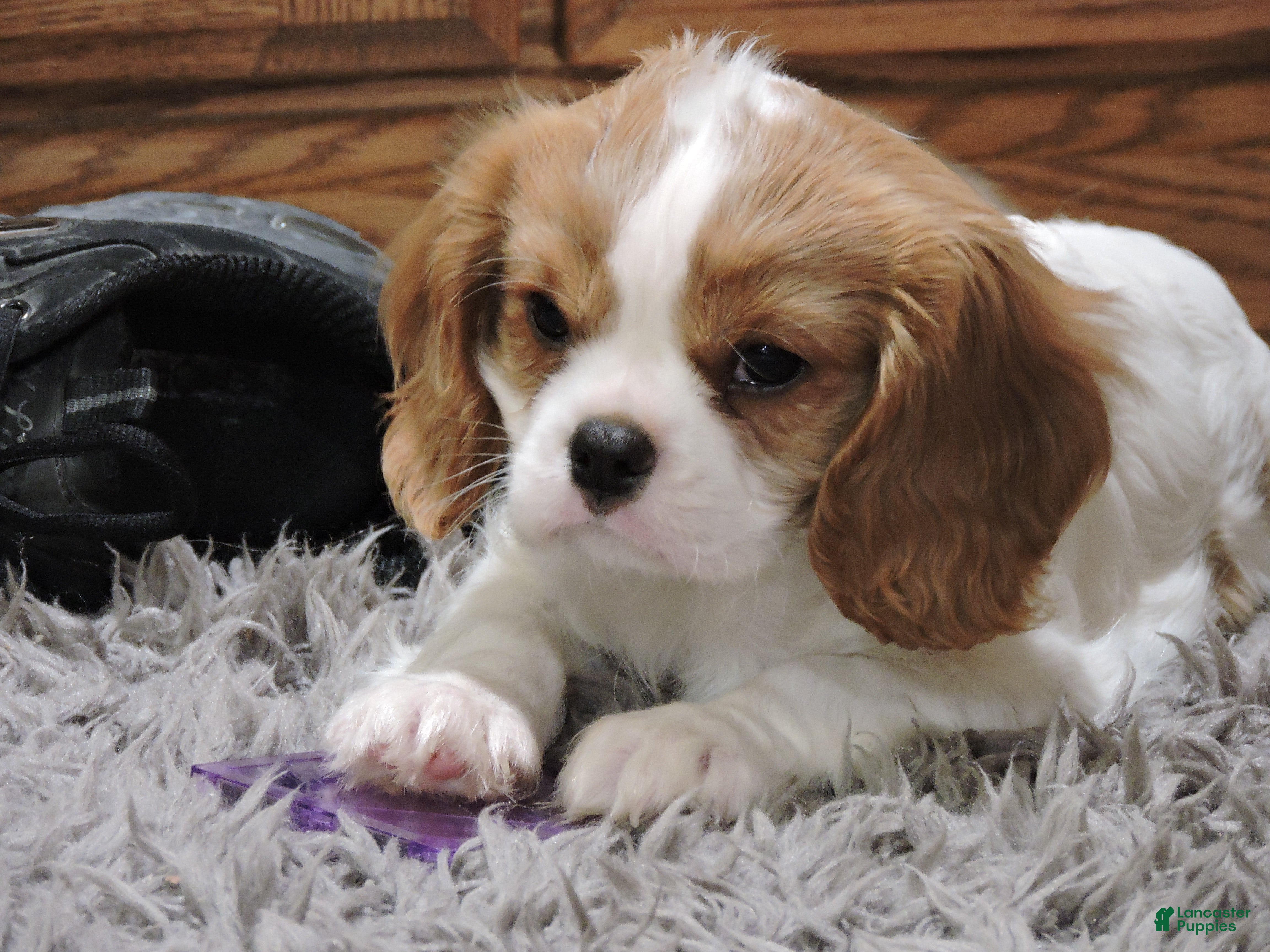 Cavalier King Charles Spaniel dogs Cavalier King Charles Spaniel Puppy 1 - Ad 28