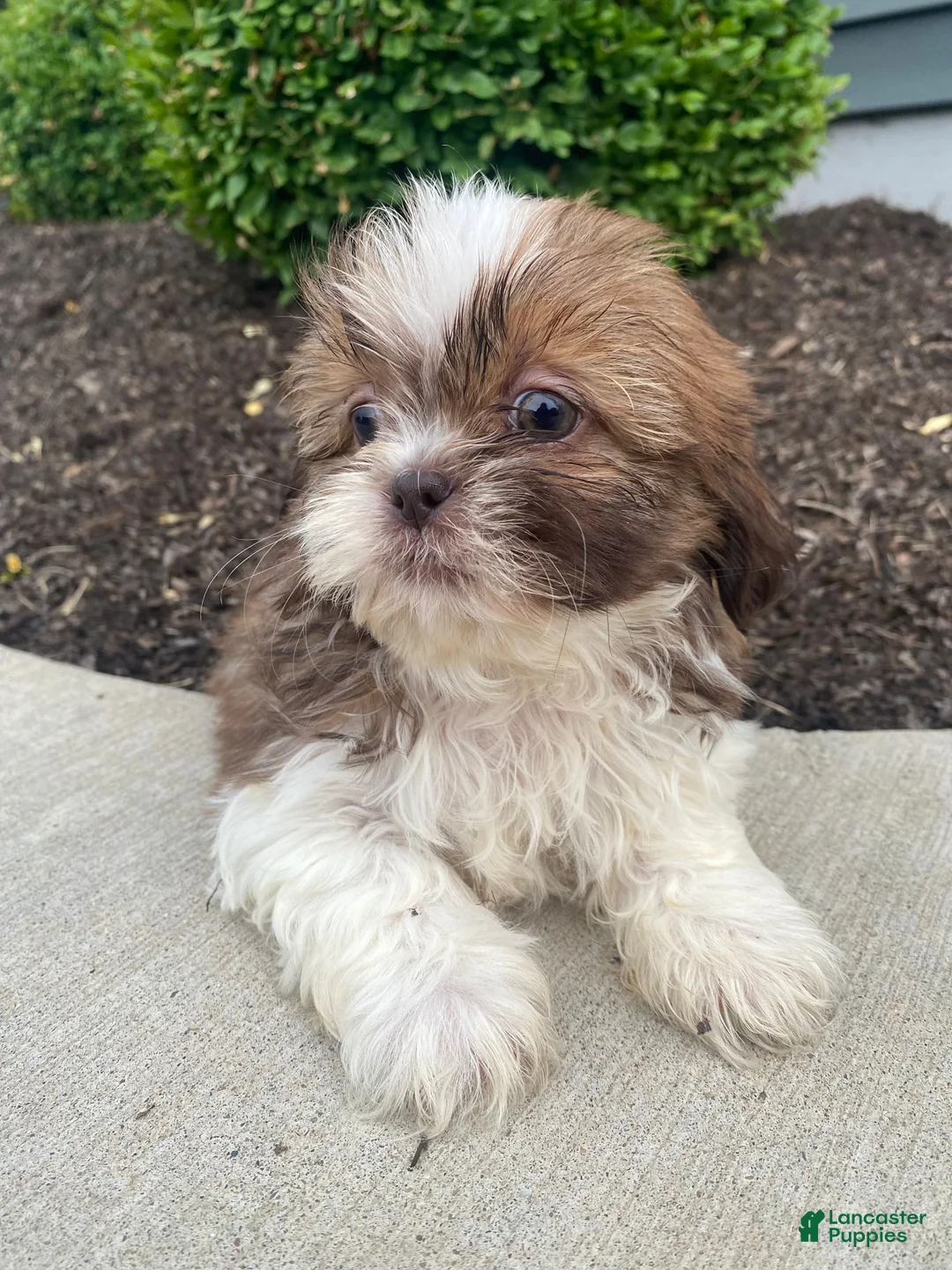 Shih Tzu dogs for sale: Emma - Ad 1