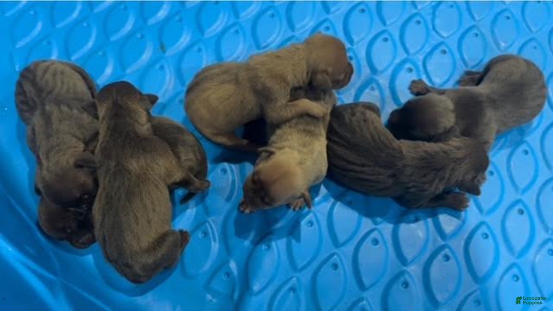 American Pit Bull Terrier dogs for sale: American Pit Bull Terrier Puppy 4 - Ad 7