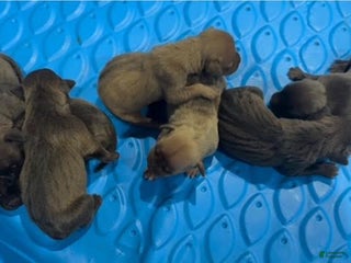 American Pit Bull Terrier dogs - Ad 10