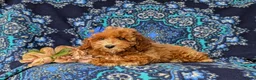 Miniature Poodle dogs for sale: Tamara - Ad 5