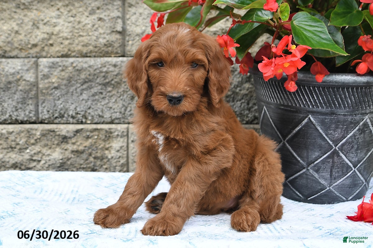Goldendoodle dogs Indie - Ad 1