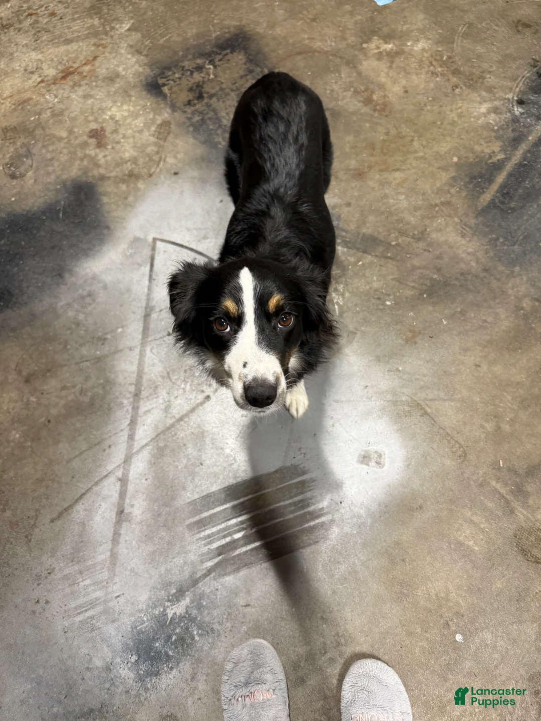 Mixed Breed dogs for sale: Pink Girl - Ad 2