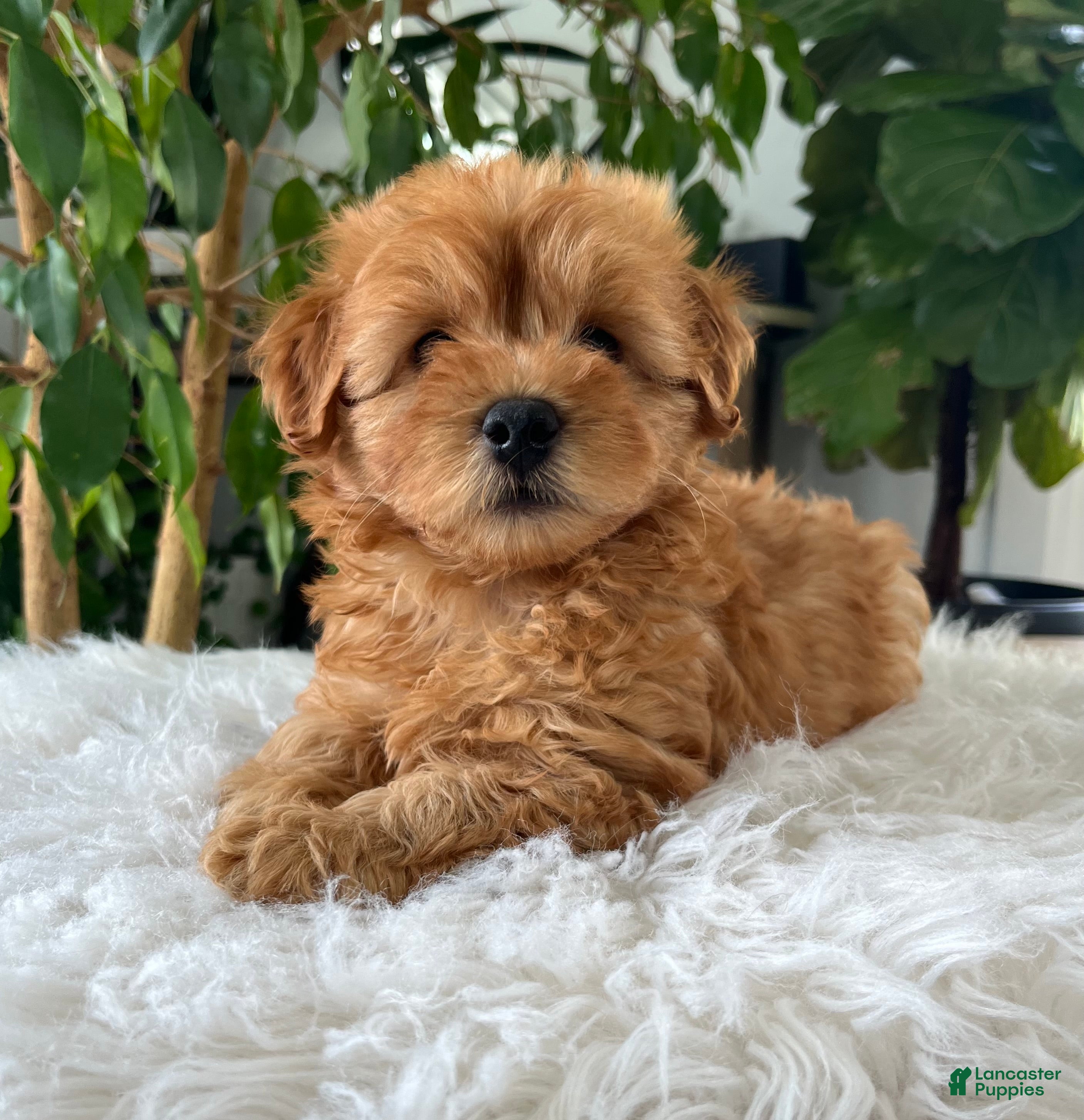 Mini Goldendoodle dogs Chico  - Ad 2