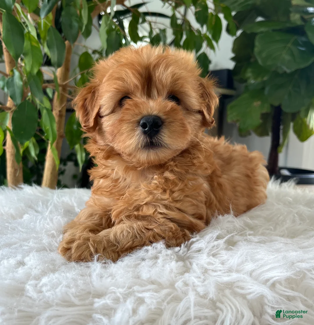 Mini Goldendoodle dogs for sale: Chico  - Ad 2