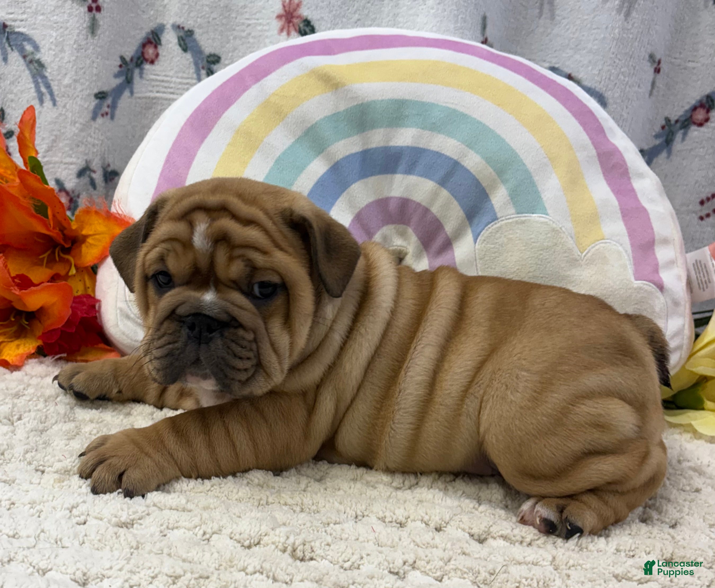 English Bulldog dogs Zesta - Ad 2