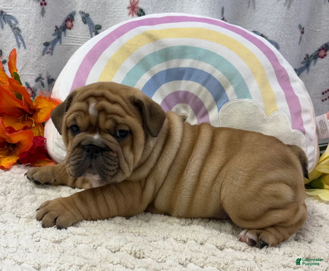 English Bulldog dogs for sale: Zesta - Ad 2
