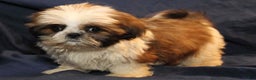 Shih Tzu dogs for sale: Roo - Ad 4