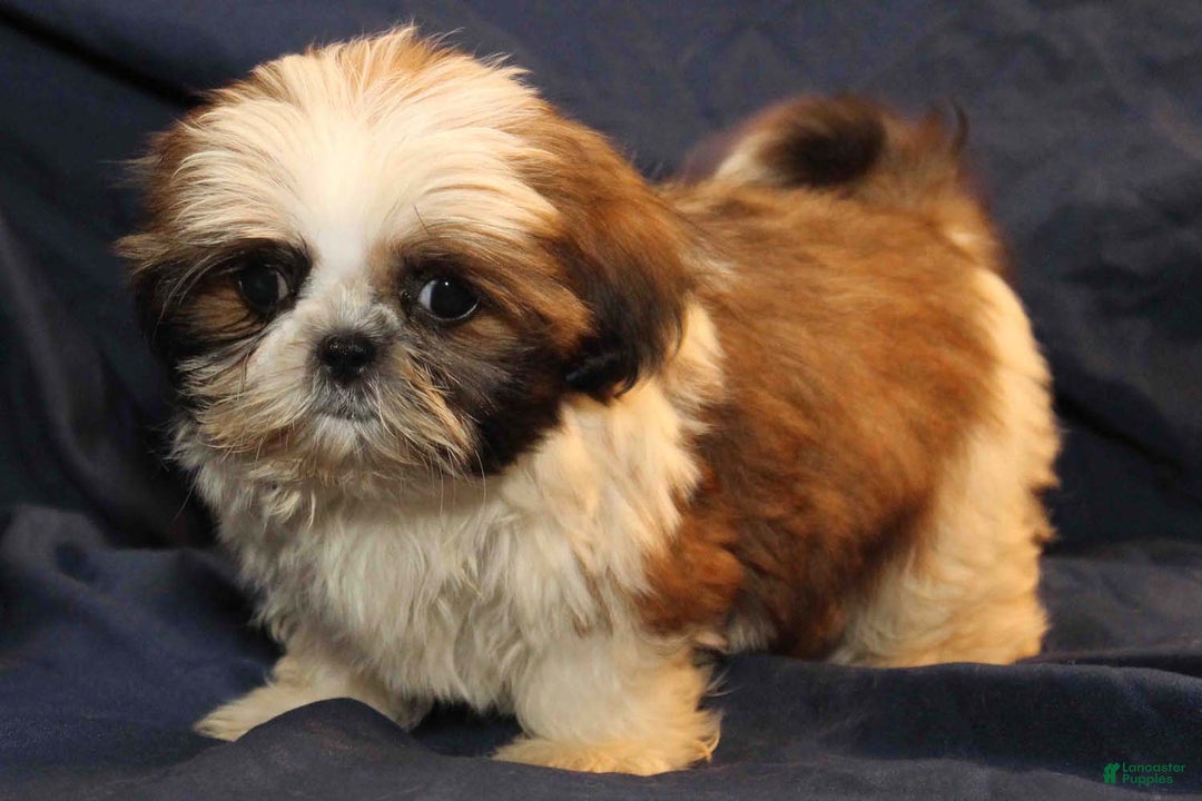 Shih Tzu dogs for sale: Roo - Ad 4
