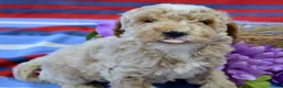 Miniature Poodle dogs for sale: Miniature Poodle Puppy 1 Perry - Ad 4