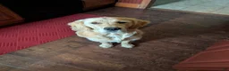 Golden Retriever dogs for sale: Golden Retriever Puppy 1 - Ad 15