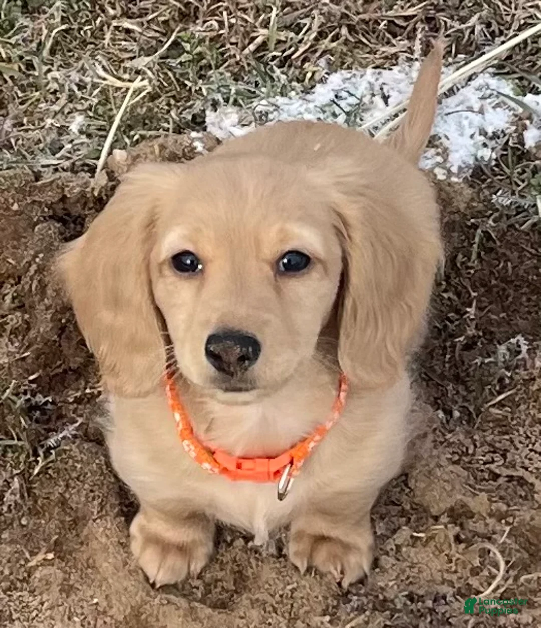 Miniature Dachshund dogs for sale: Miniature Dachshund Puppy 5 - Ad 1