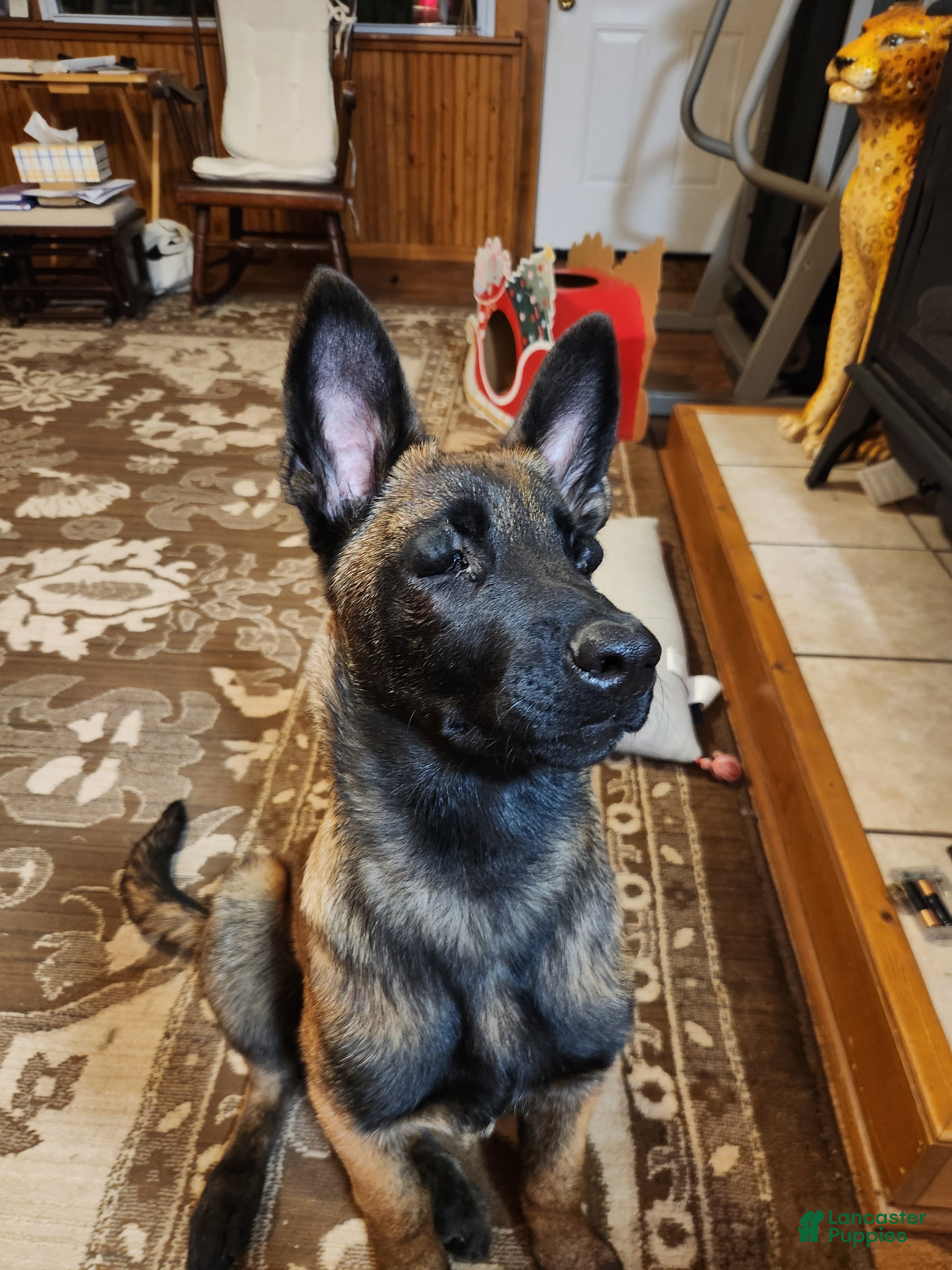Belgian Malinois dogs Bee - Ad 29