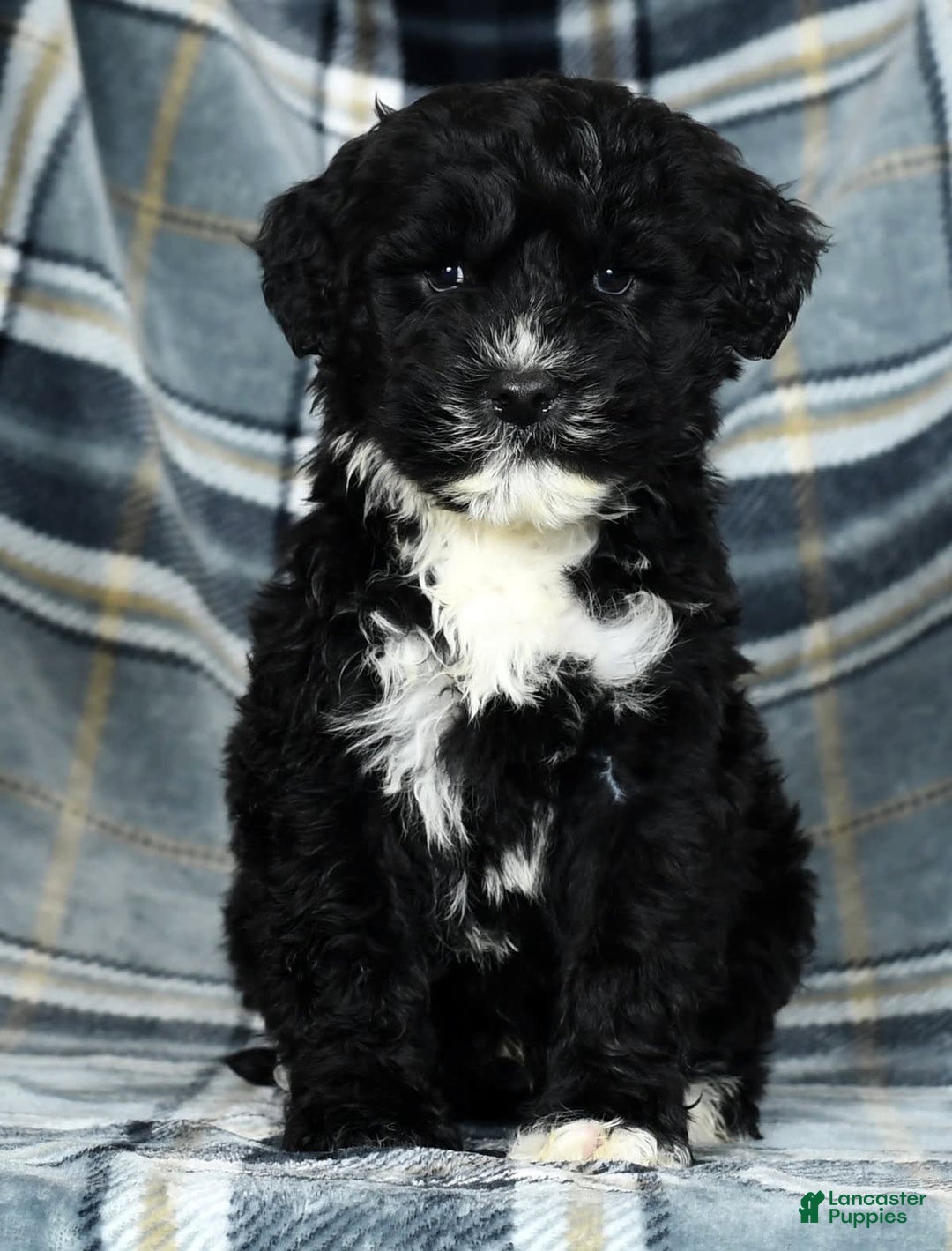 Gallery Image {{count}}