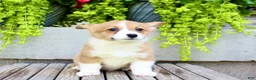 Welsh Corgi Pembroke dogs for sale: Rose - Ad 3