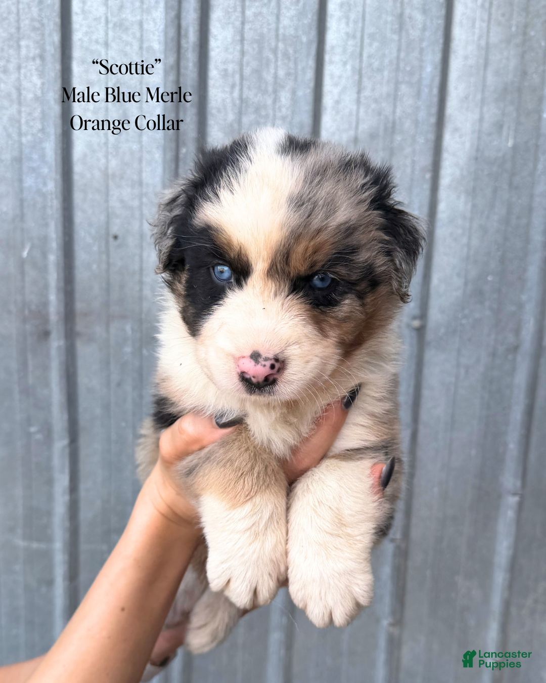 Australian Shepherd dogs Scottie  - Ad 1