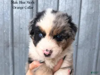 Australian Shepherd dogs for sale: Scottie - Ad 1