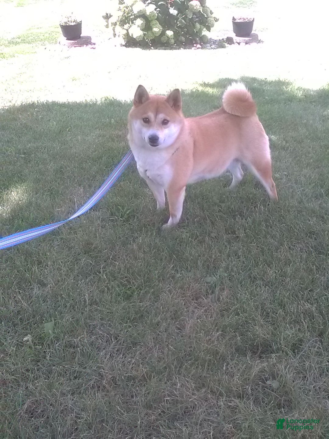 Shiba Inu dogs for sale: Marla - Ad 6